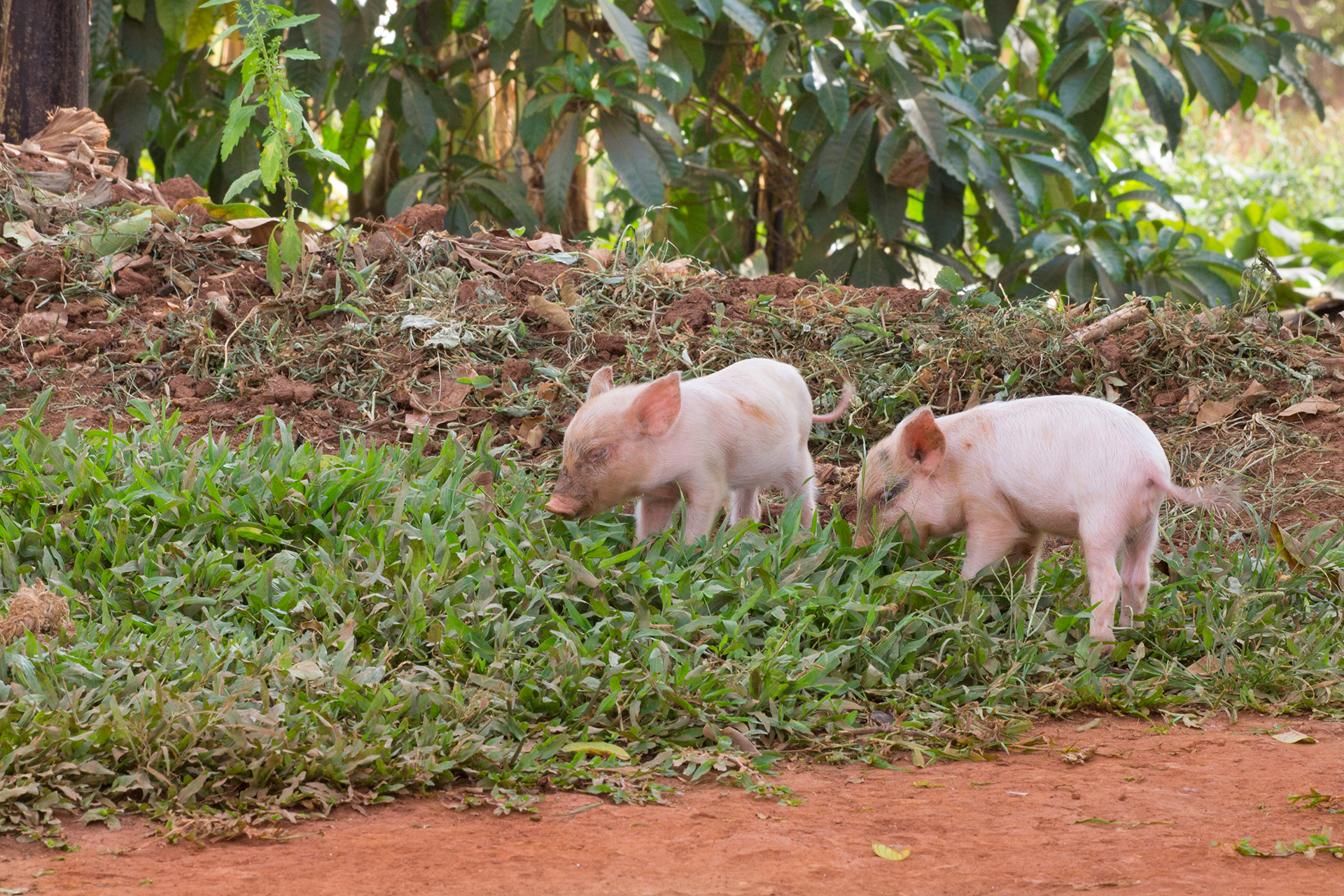 Boosting productivity of Ugandan pig farmers - Datamars